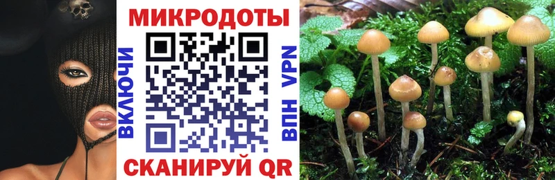 Псилоцибиновые грибы Psilocybine cubensis  Великий Устюг 
